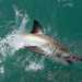 Lo squalo bianco (Carcharodon carcharias). Foto by Sharkcrew
